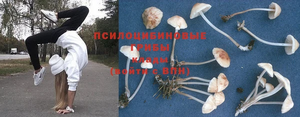 ПСИЛОЦИБИНОВЫЕ ГРИБЫ Пересвет